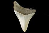 Bargain, Fossil Megalodon Tooth - North Carolina #129969-2